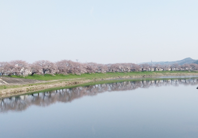 大河原桜風景